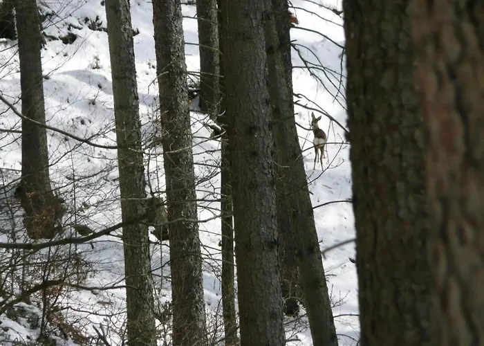 Cozy Wooden House In Waltershausen Near The Forest